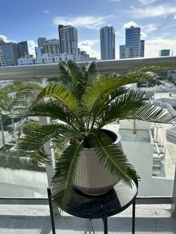 Little Palm Plant Incl Planter