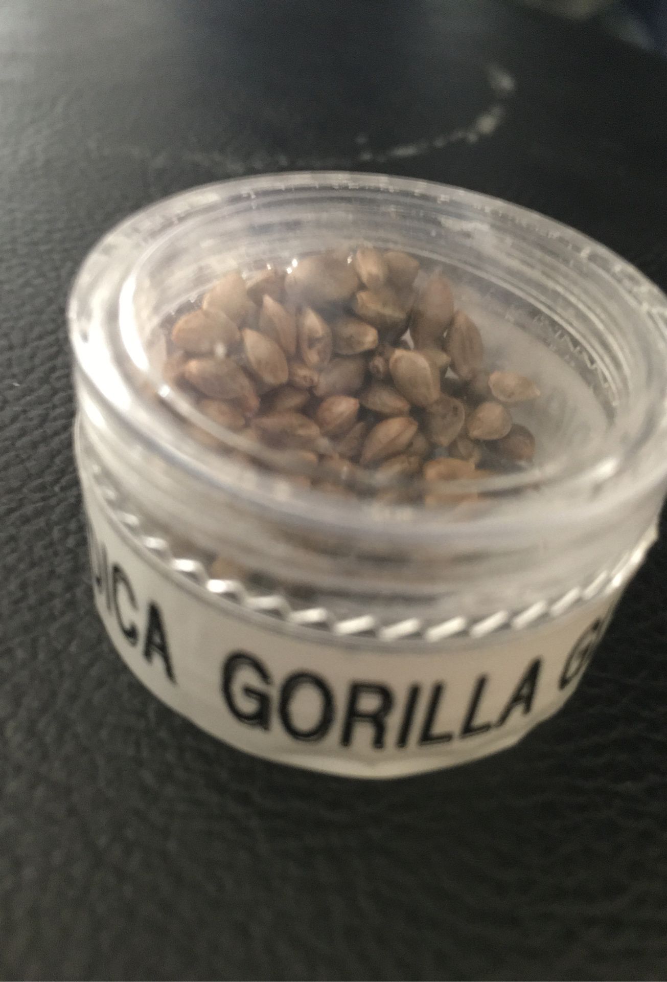 Gorilla glue