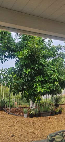 Plant Sale