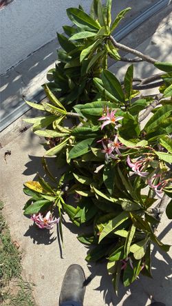 Hawaiian plants