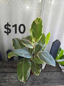 Rubber Tree