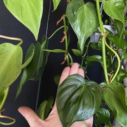 Philodendron Brasil 6" Hanging Baskets | Extra Long Vines