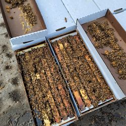 Nuc 5 frame mated queen 2026