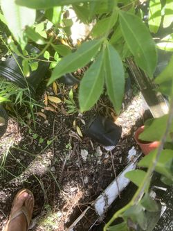 Plumeria flower white yellow & pink