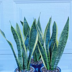 Sansevieria Laurentii Snake Plants Give Out The Fresh Air And Take Away The Bad One - 18” tall -  6” Korean Ceramic Style Pot Including - $15 each 