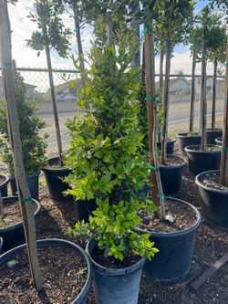Ligustrum 15gallon Privacy