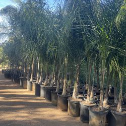 15  Gallon size - Queen Palm trees- Approximately 6-8 feet tall