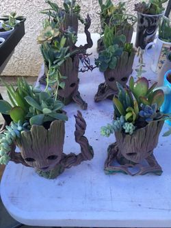 GROOT PLANTERS With SUCCULENTS