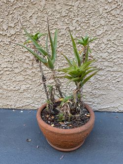Succulent in clay pot