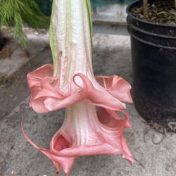 Ángel Trumpet Outdoor Blooming Double Flowers Plant, In 3 Gallons Pot Pick Up Only