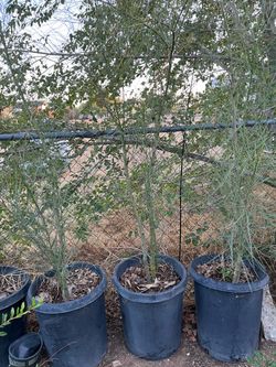 Palo verde