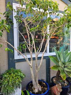 🌿6.5ft Ficus Bonsai Tree in Premium Ceramic Planter – Statement Piece