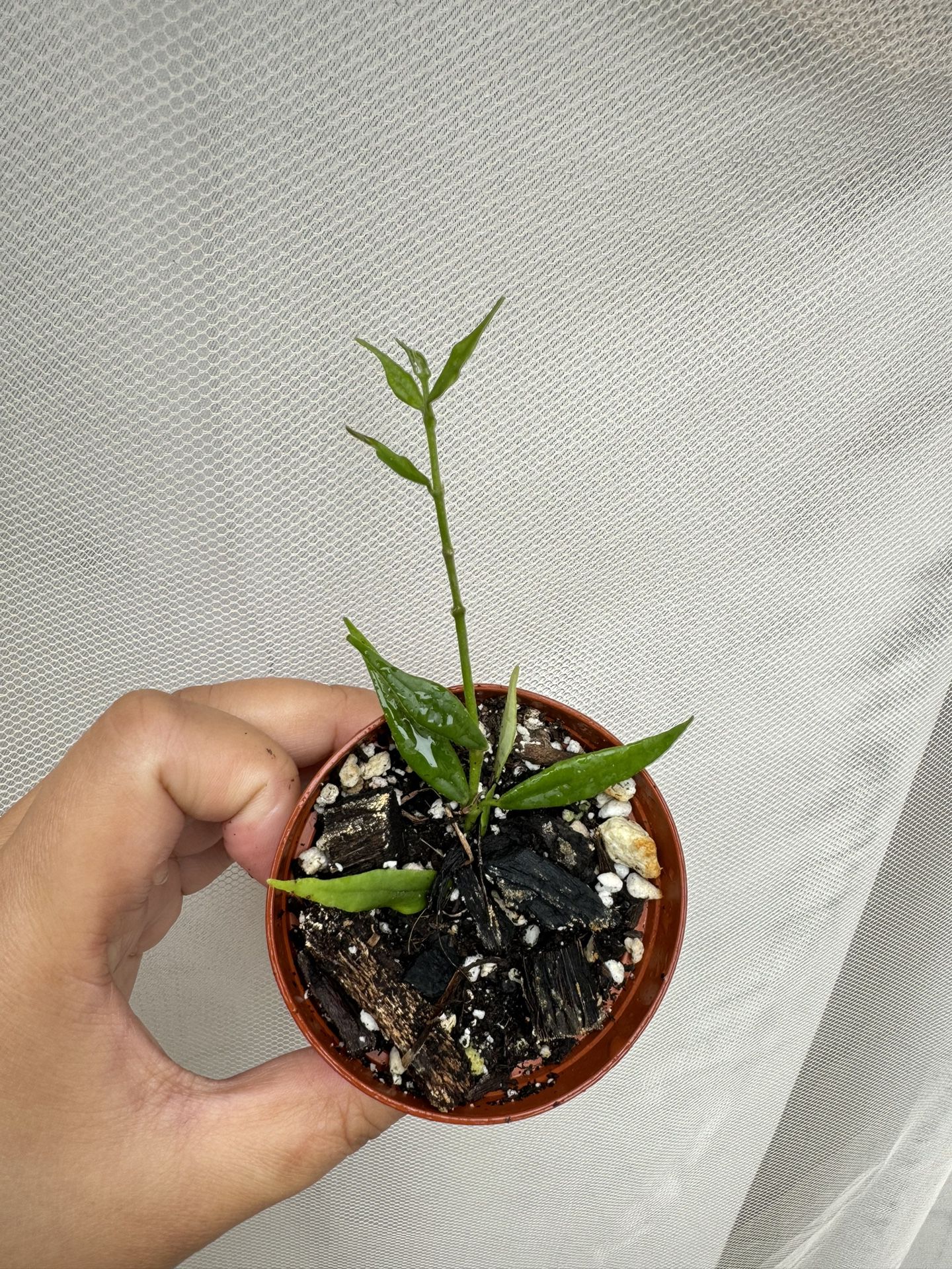 Hoya Paxtonii - 2” Pot