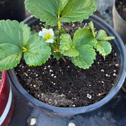 Frontera Strawberry Plant 