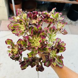 Rare Aeonium Nina Wave Variegated Imported