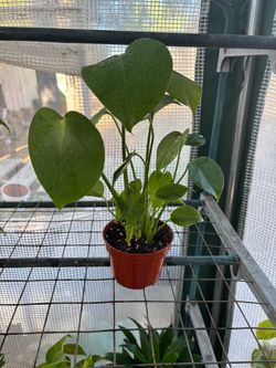 Monstera Deliciosas