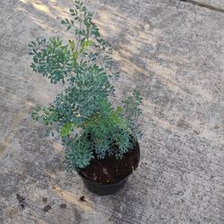 Ruda Plant 