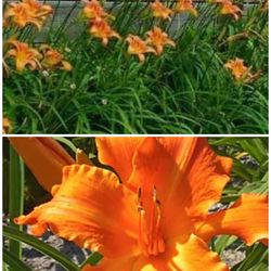 Day lily live plants