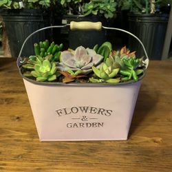 Succulent Arrangements