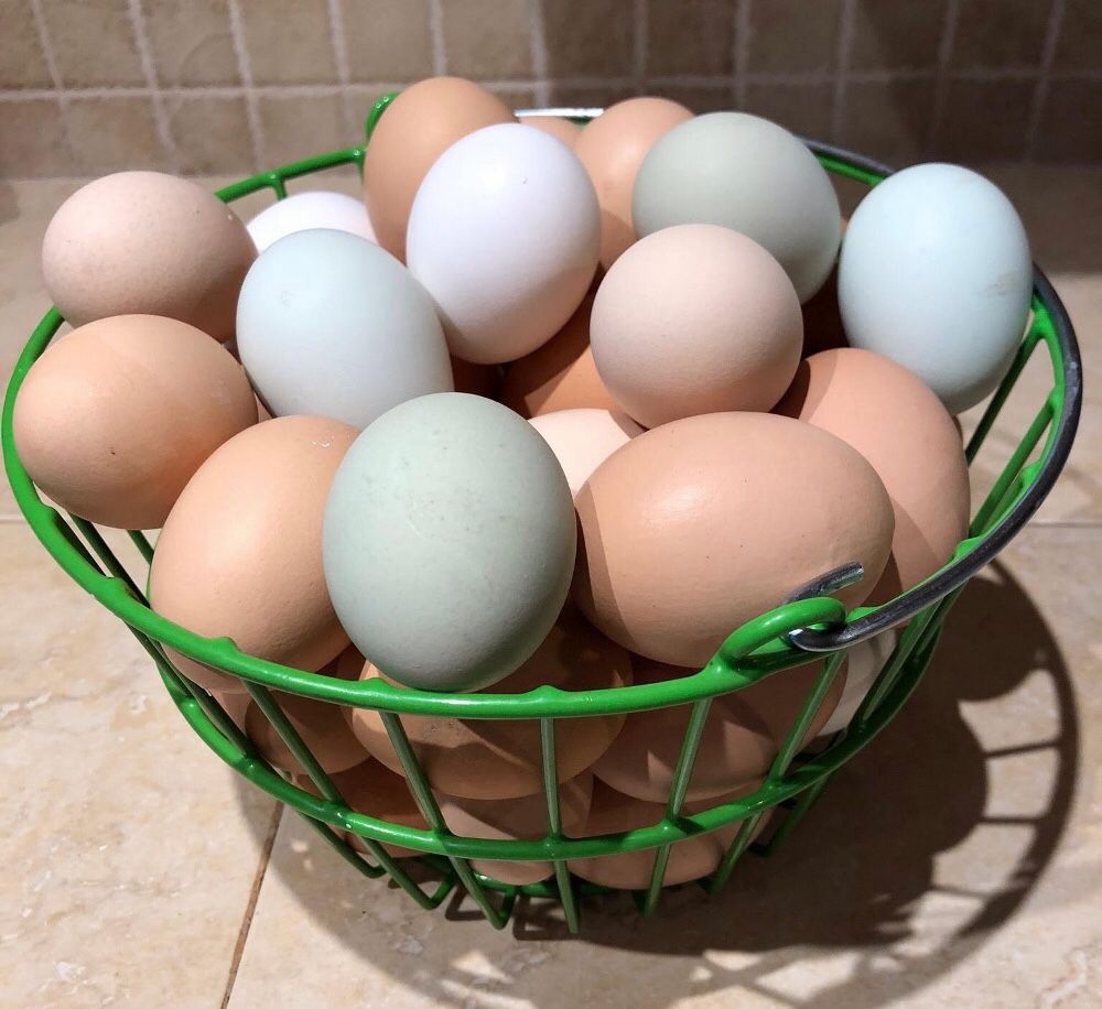 Farm fresh chicken eggs