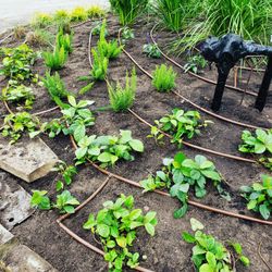 Drip for your garden