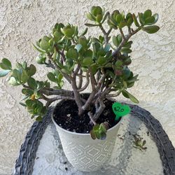 Jade Succulent 