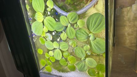 Dwarf Water Lettuce - aquarium pond floating plant floater