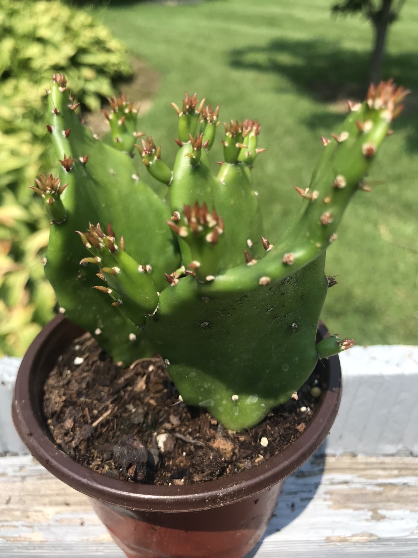 3 Dropping Prickly Pear Cactus Plant - Live - 3.5 inch pot