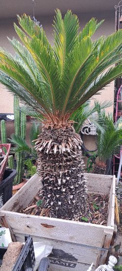 Sago Palm 27 Inches Tall Only Measured The Trunk But Its More Bigger With Their Leafs 