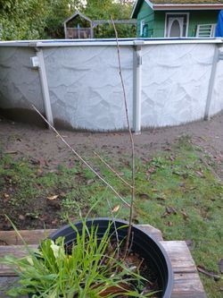 Dwarf Cherry Bush  - Juliet Variety