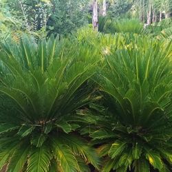 Only Serious Buyers Good Quality Many Other Landscape Plants