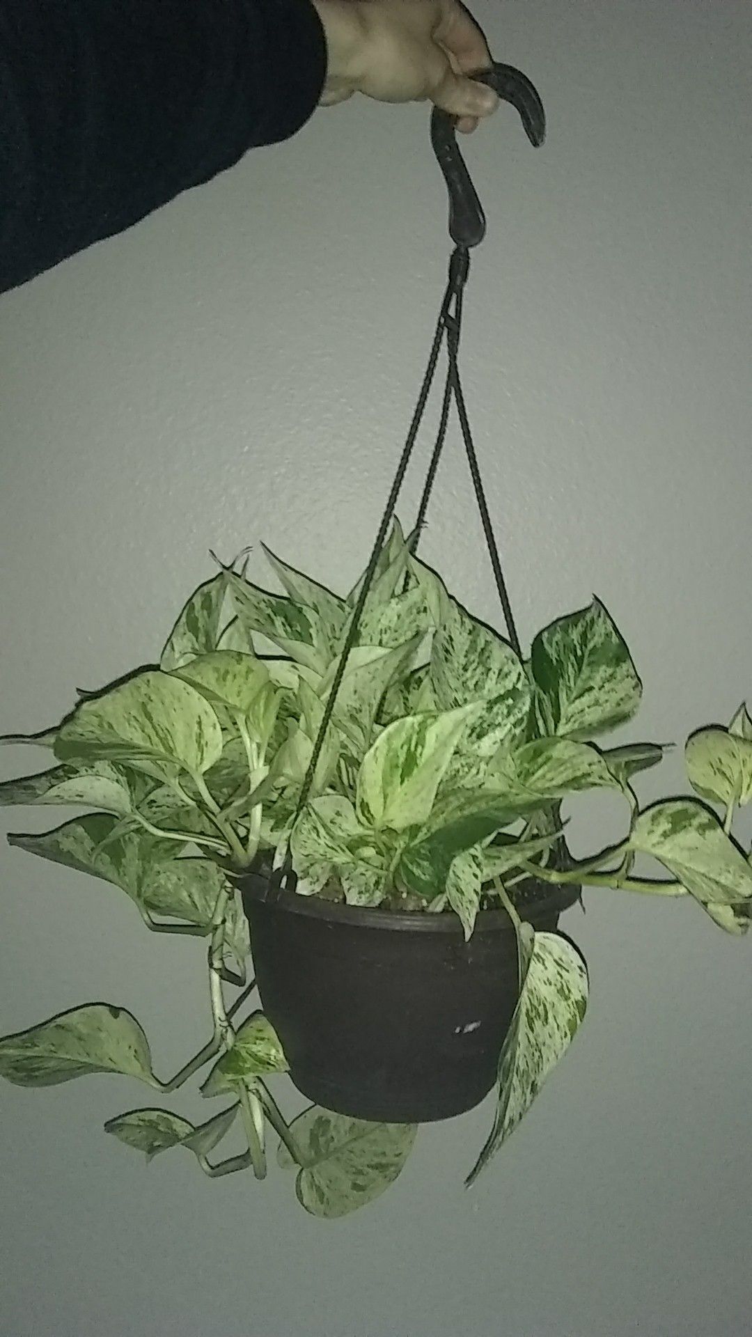 Rare Swiss cheese plant monstera adansonii (freidrichstalii) mother