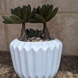Succulent Plant In Pot