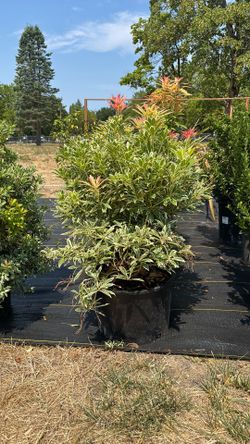 Pieris japonica ‘Flaming Silver’ 5gal
