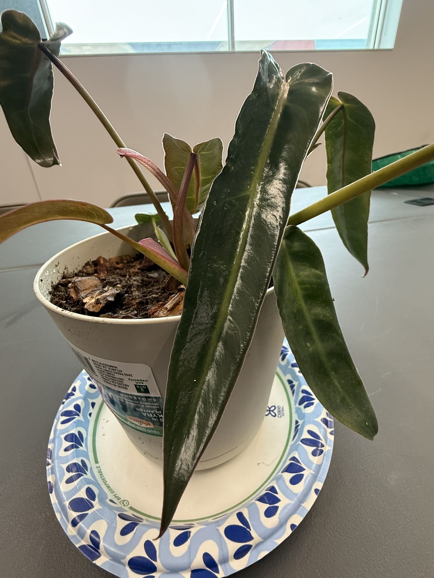 Spiritus Sancti Philodendron C