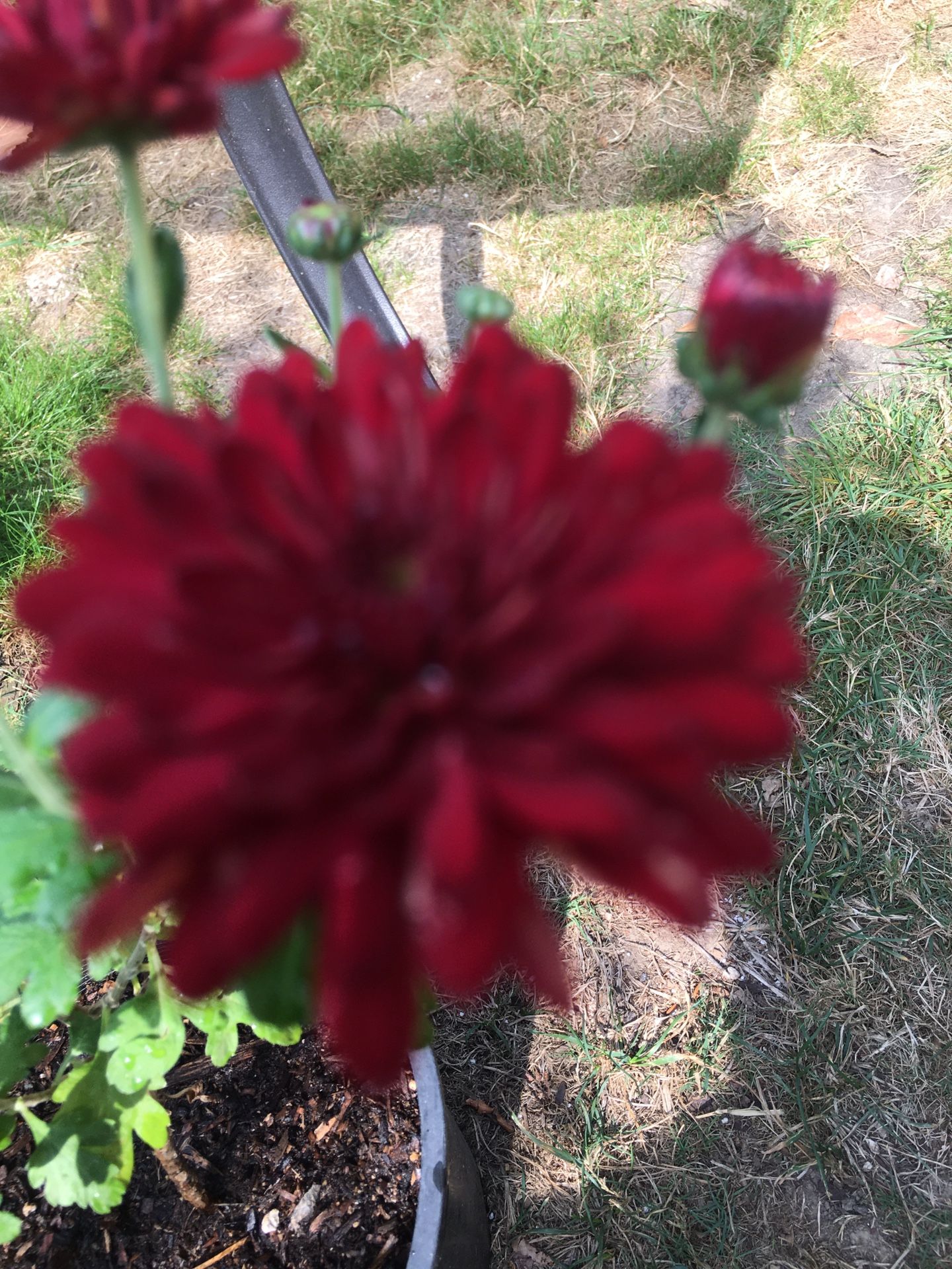 Red Mum