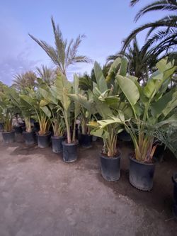 giant bird of paradise for sale 