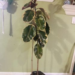 Rubber Fig Plant 
