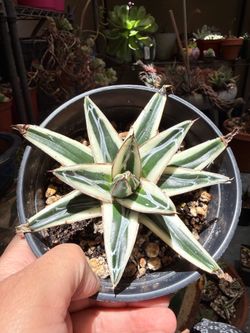 Agave Victoria Reginae ‘Albomarginata White Rhino’