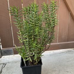  Spring Planting Succulents Ready For Grounds Or Pots