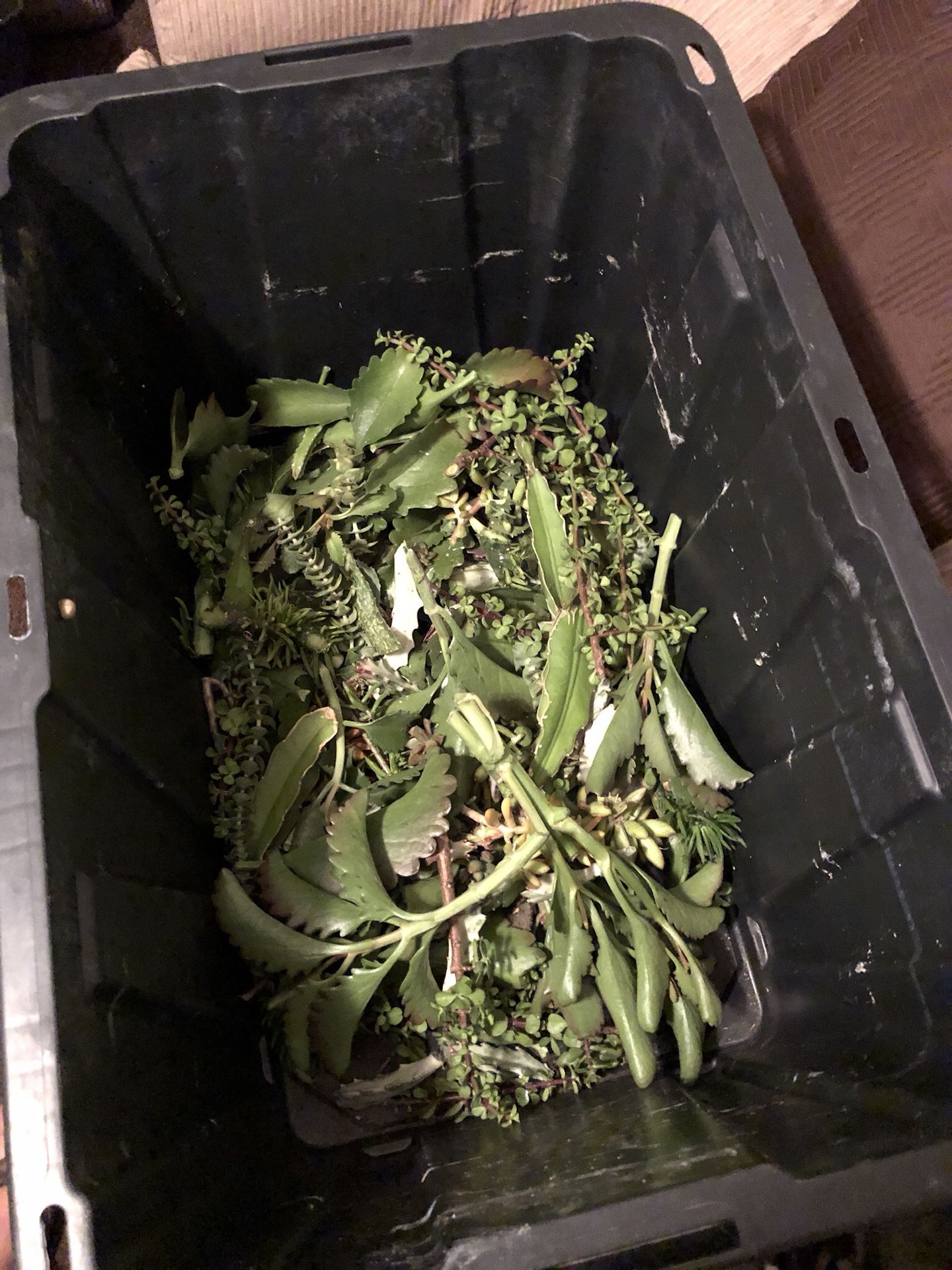 Succulent/Cactus Cuttings