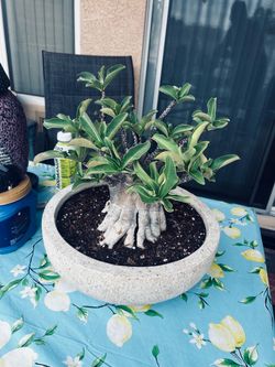 Adenium  arabicum