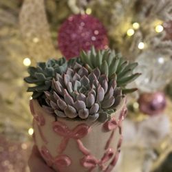 Succulent Arrangement 