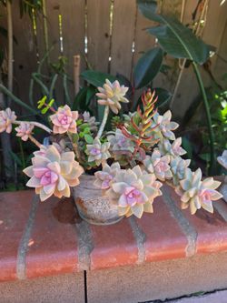 Suculent Plant