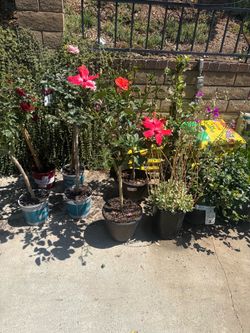 50% off all plants