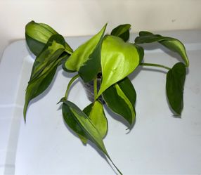 Philodendron Brasil