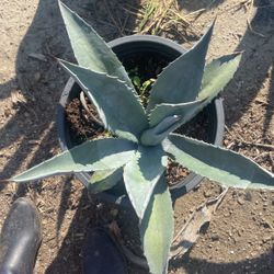 Blue Agave 