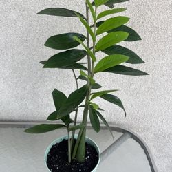 ZZ Plant - Real Plant 