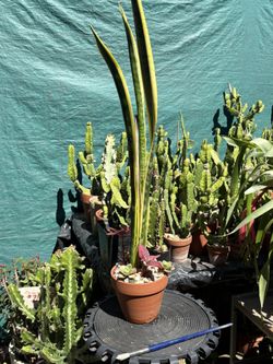 Snake plant