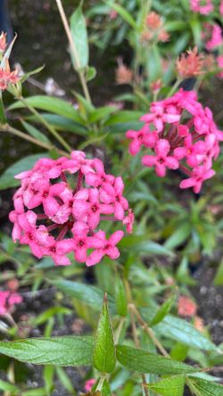 Panama Rose Bush
